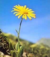 Arnica montana