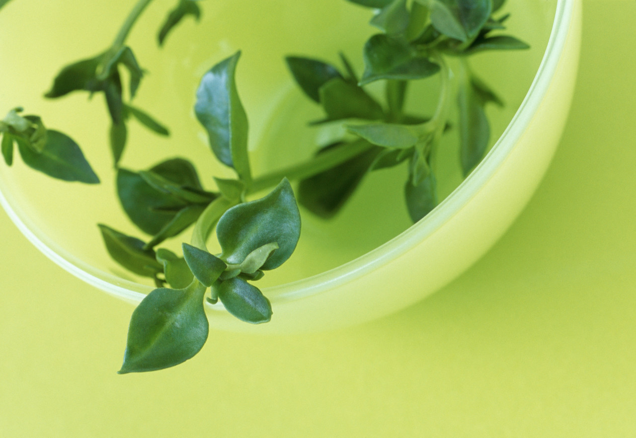 Thyme